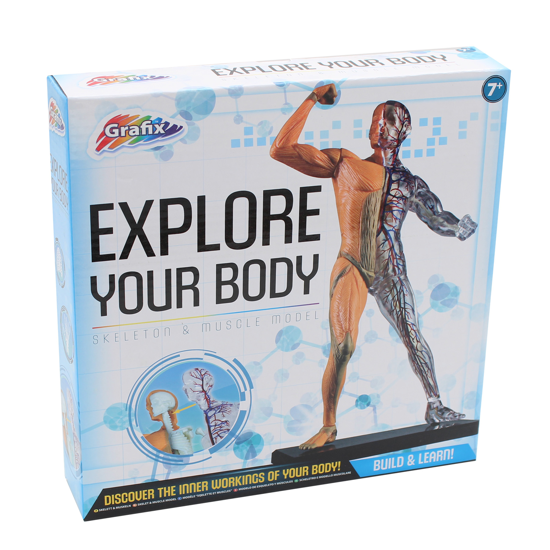 Explore Your Body Model - Build and Learn - Skeleton and Muscle Model