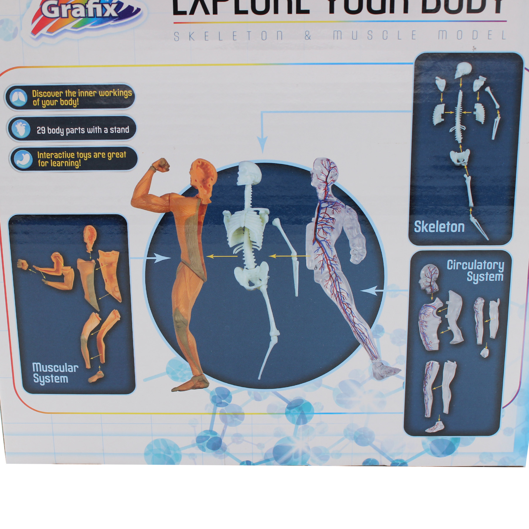 Explore Your Body Model - Build and Learn - Skeleton and Muscle Model