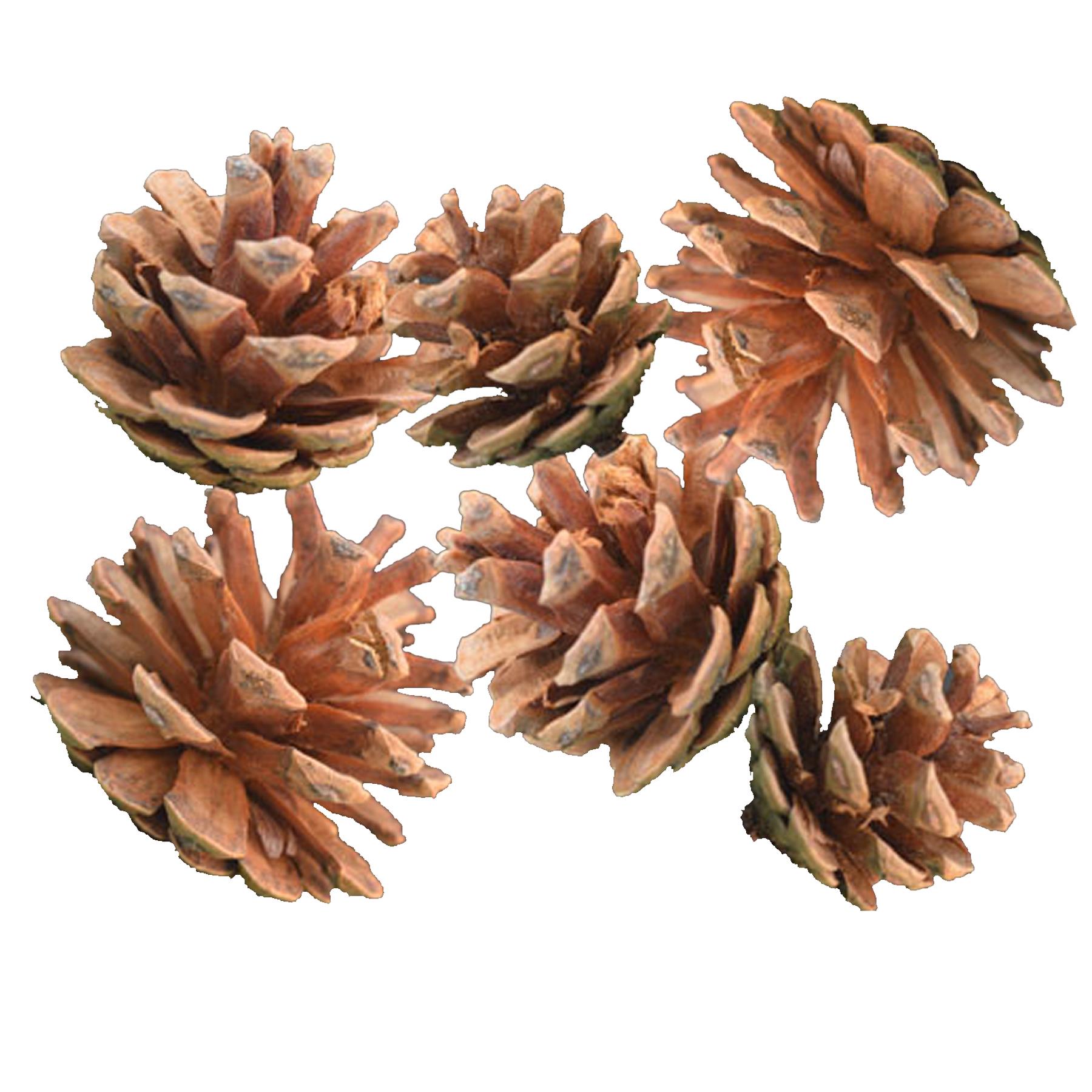 Pine Cones Pack of 6 Crafting Christmas Wreaths Garlands