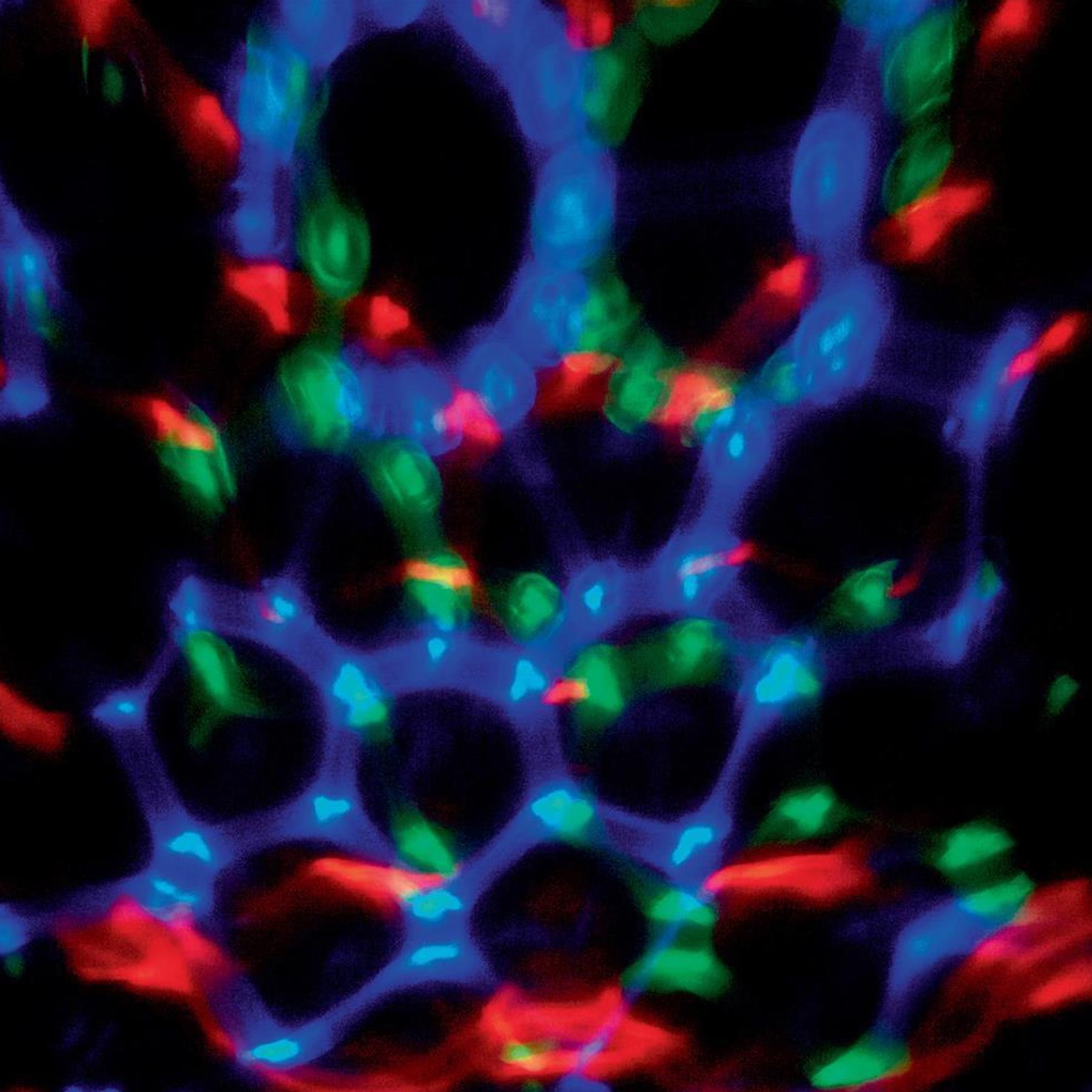 Premier Christmas Multi Coloured LED 19cm Crystal Ball Projector LV151069