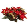 Christmas Poinsettia Candle Ring with Pine Cones and Glitter Berries 20cm